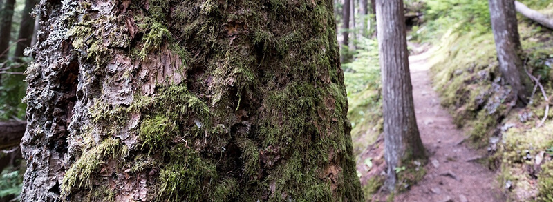 International Day of the Forests: A Reason for Pride in Canada