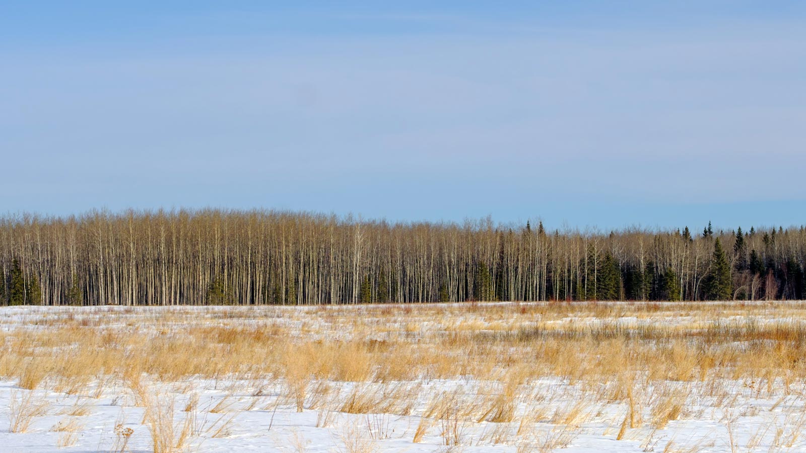 Woodlands in winter