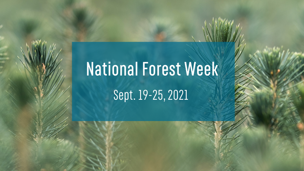 Celebrating National Forest Week 2021